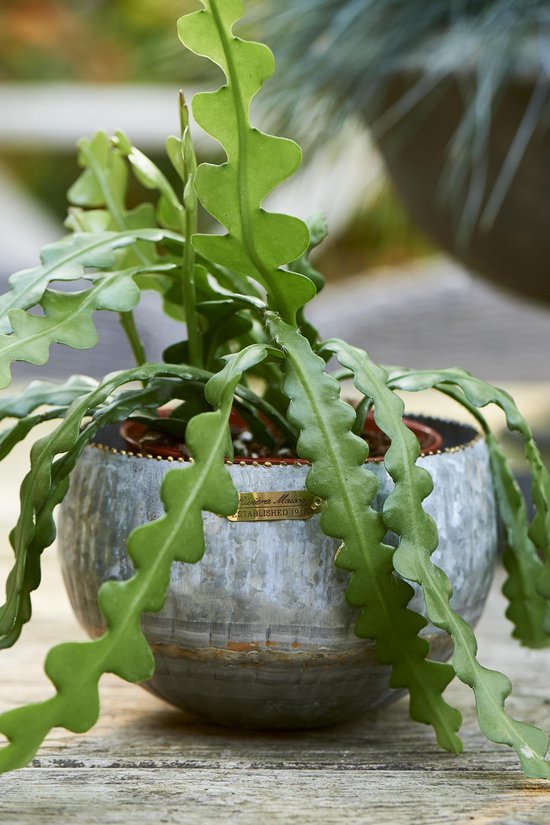 Fez Zinc Planter M 370370